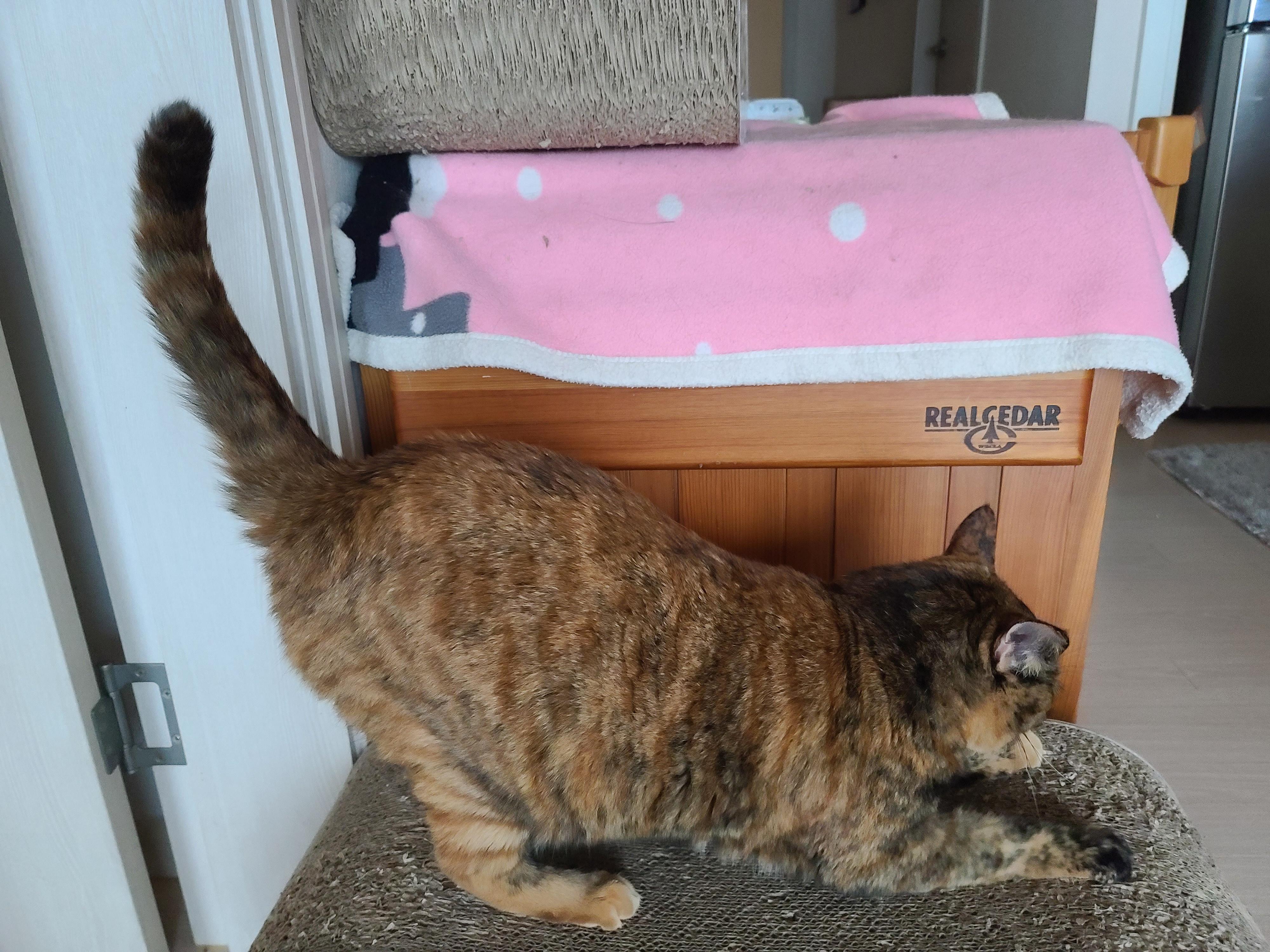 비오는 아침 아홉냥이네 고양이들.