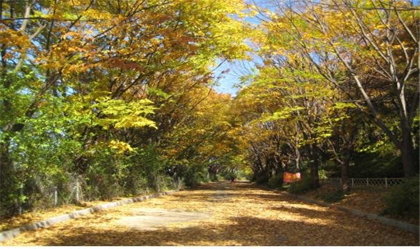 서울단풍길 96선
