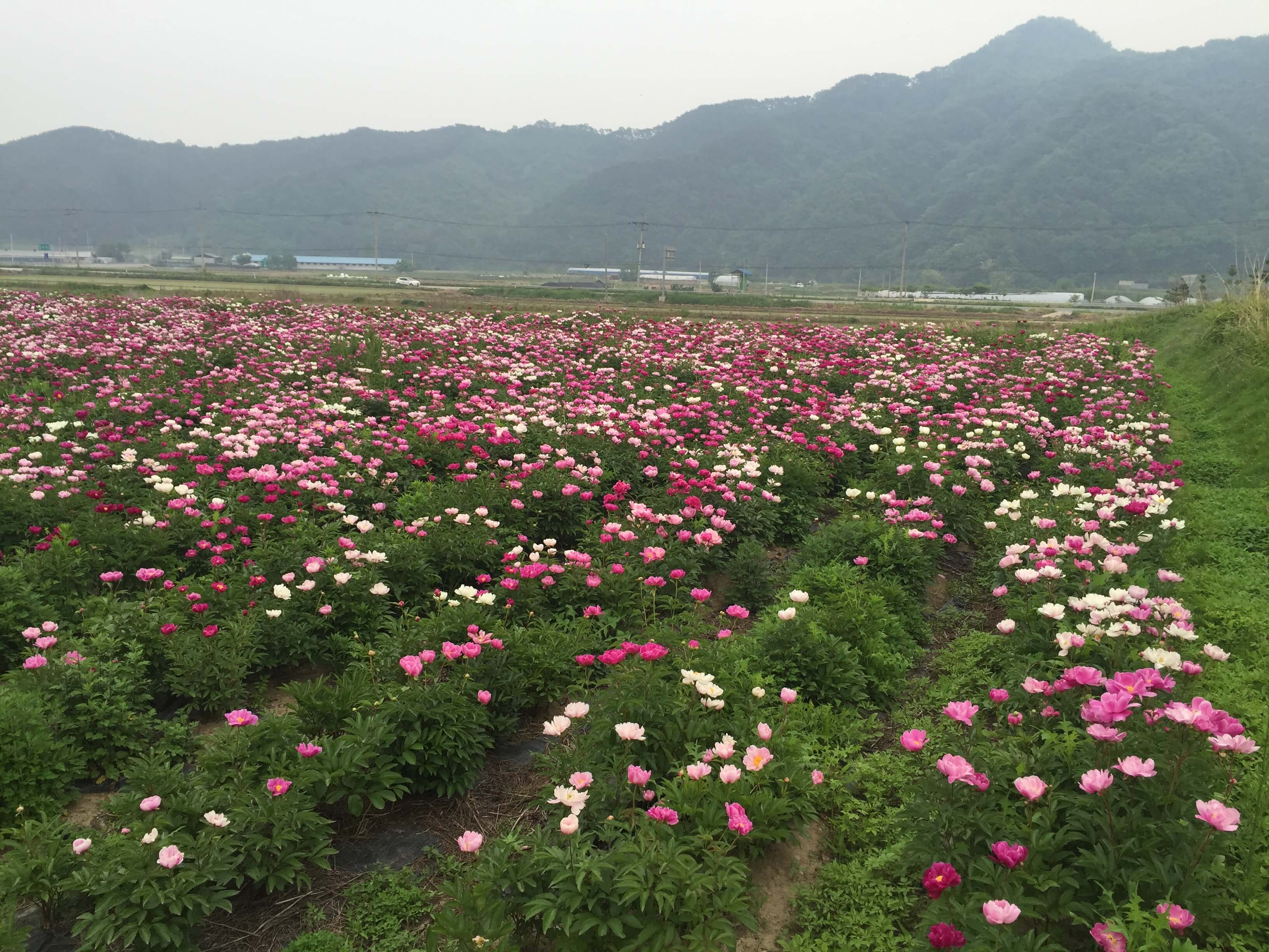 임실 옥정호 작약 꽃밭
