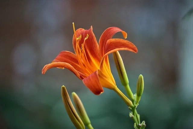 초파리 없애는 방법 효과 만점 초파리 트랩 만들기_3