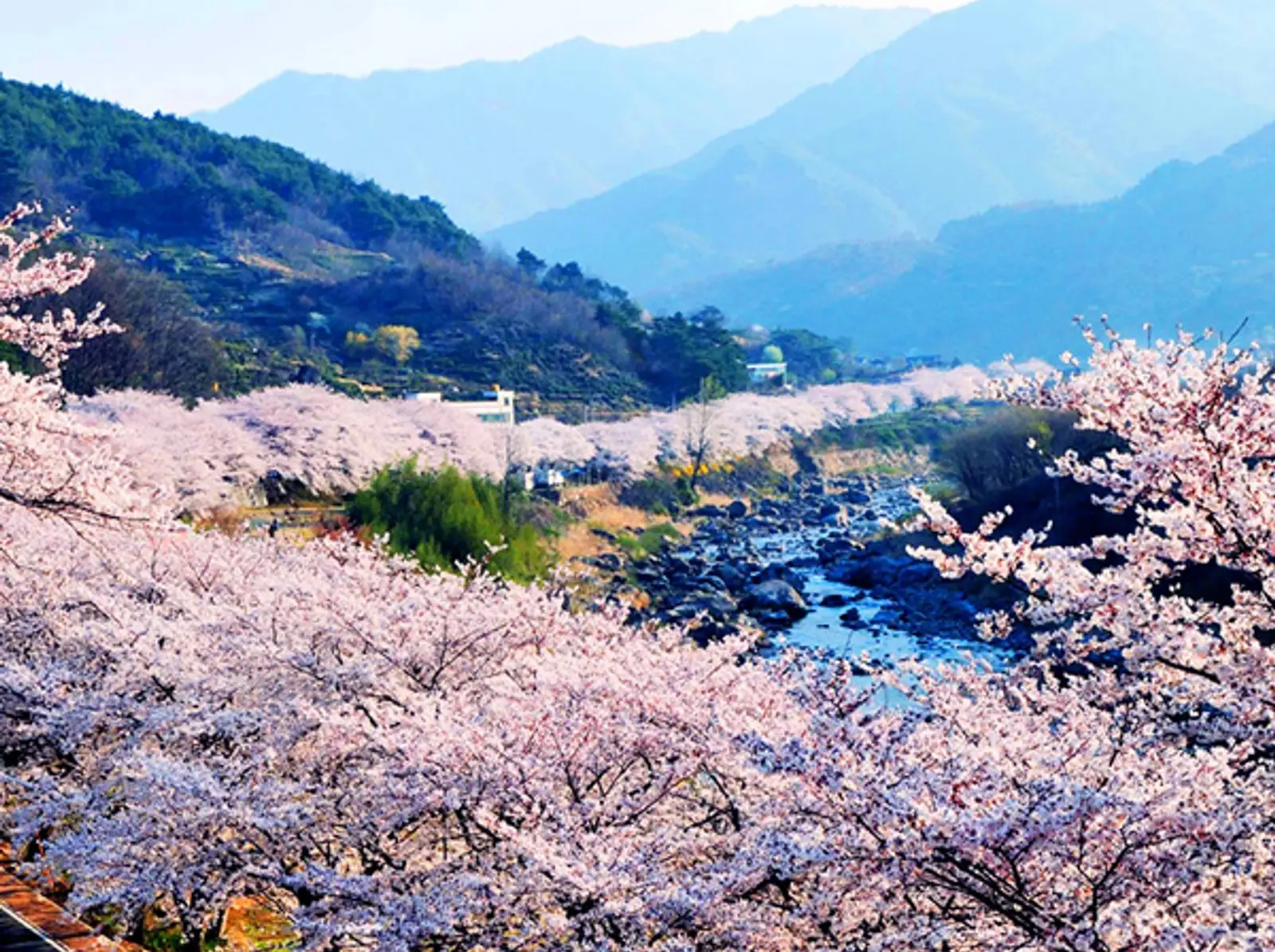 하동 십리벚꽃길