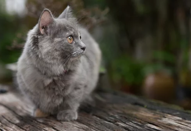 먼치킨 고양이/출처:어도비스톡