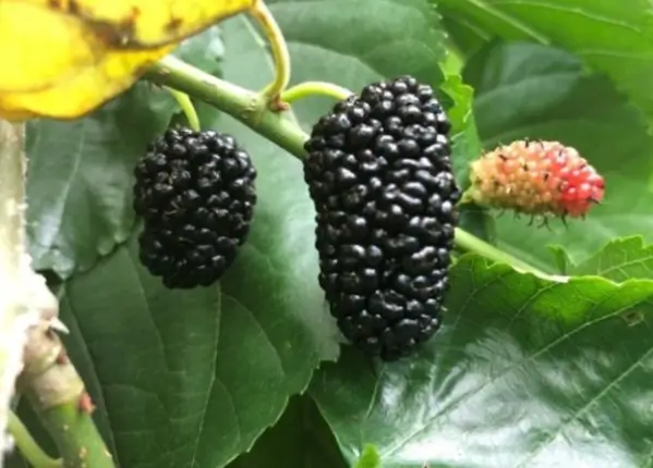 오디 맛있게 먹는 방법