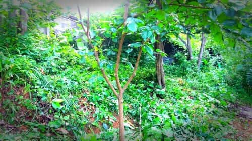 오디나무-뽕나무-오디뽕나무-전지전정-작업