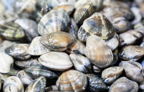 3월 제철 음식 - 소라, 달래, 냉이, 우엉, 바지락, 도미 효능