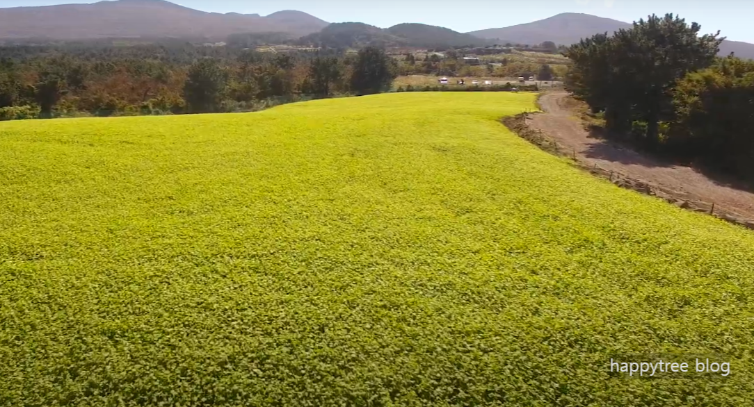 제주도 오라동 메밀꽃밭
