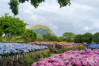 6월 제주도 아이와 함께 가볼만한곳 10곳 완벽 추천 리스트_11