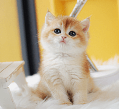 고양이 식욕저하&amp;#44; 근육경련의 원인 볼드모트 사료