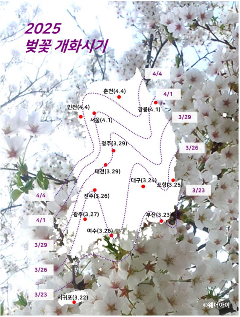 2025 벚꽂 개화시기