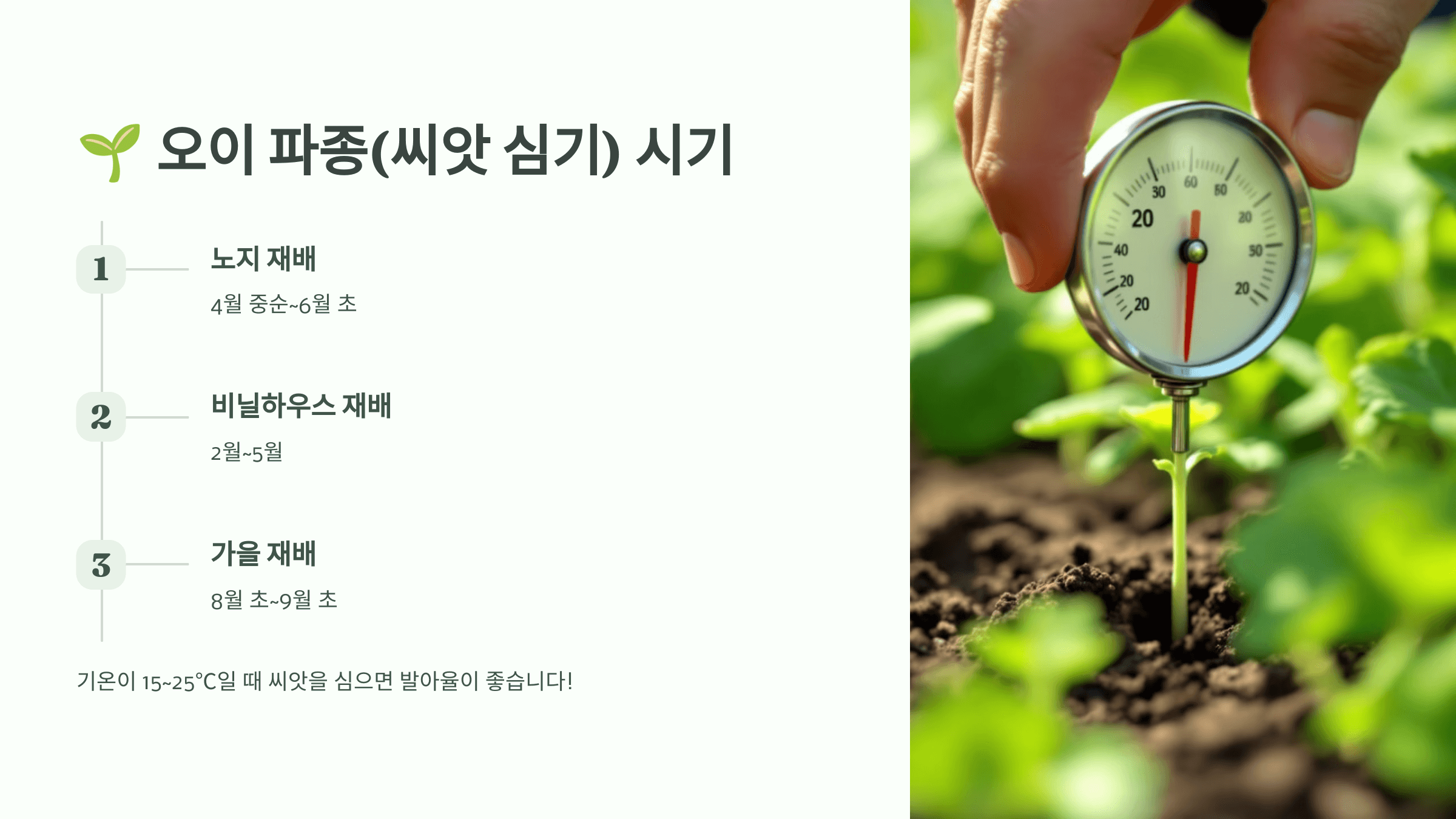 오이 사진입니다.