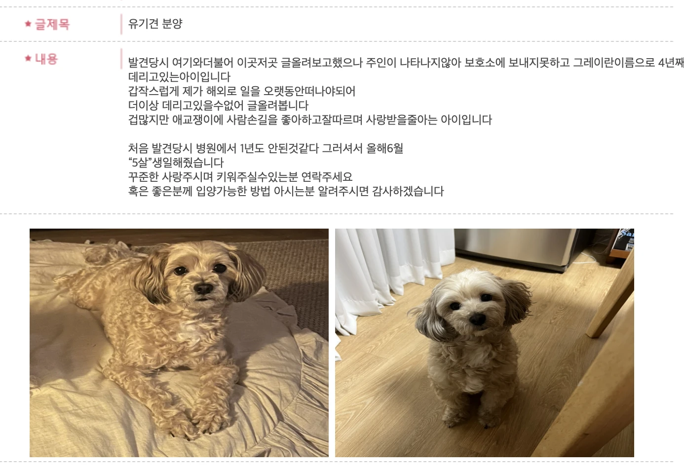 강아지 무료분양