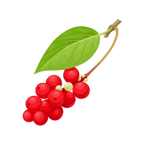 오미자차의 효능 5가지