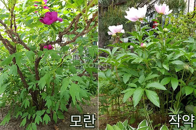 모란꽃과 작약꽃 차이점 구분 비교_7