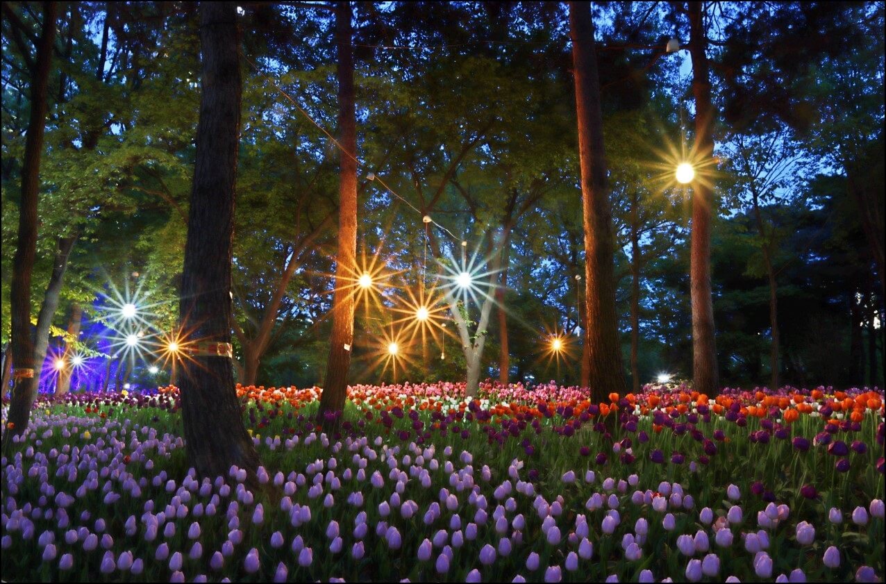 서울의공원-서울숲 튤립축제