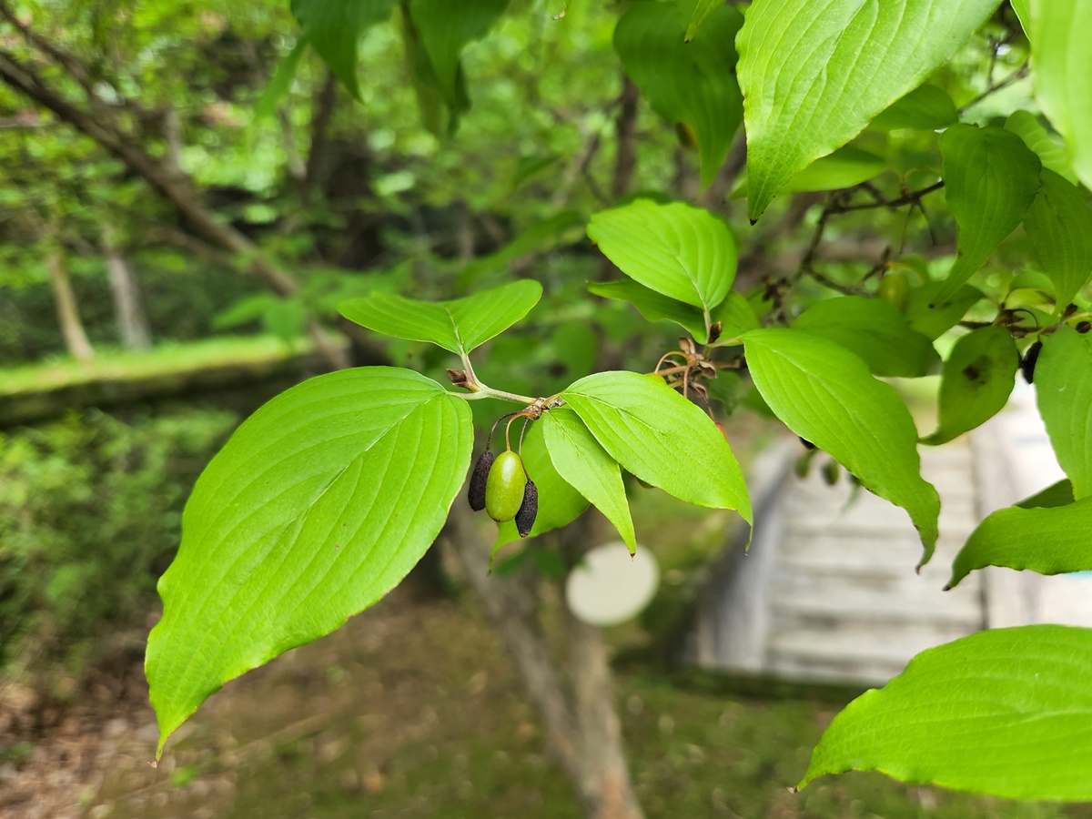산수유