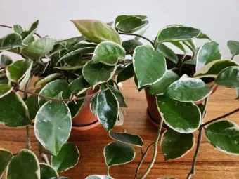 호야 키우기 꽃피우기 번식법 알고 물주기_9