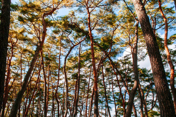 강원도 영월 가볼만한 곳