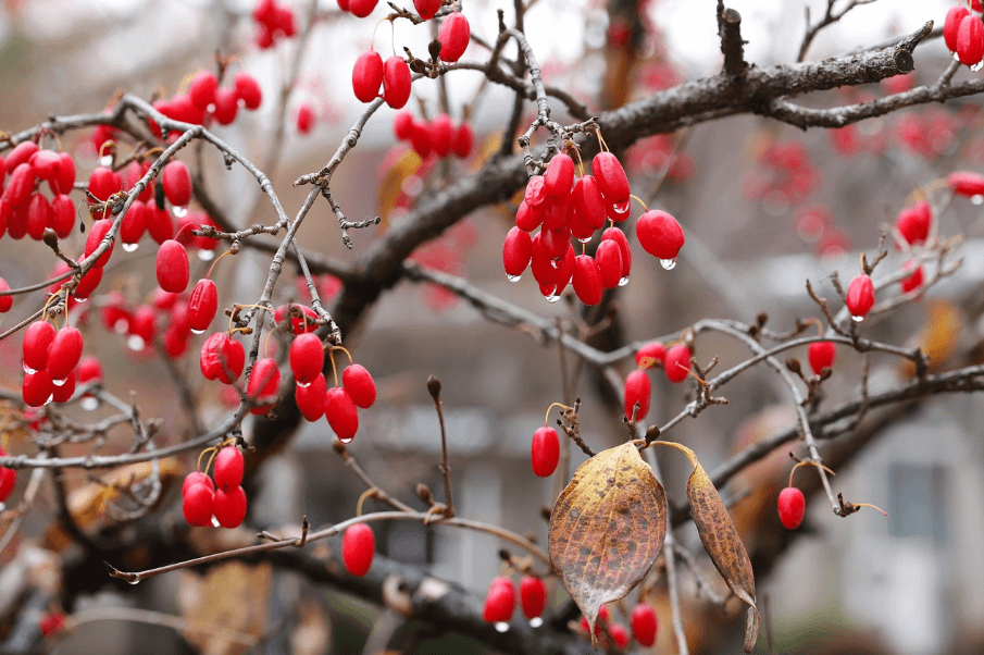 산수유 효능과 먹는 법