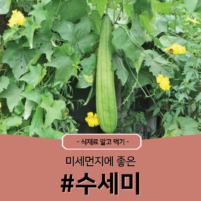 수세미