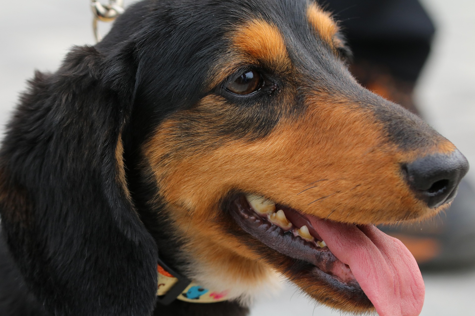 애완견이 설사하는 이유