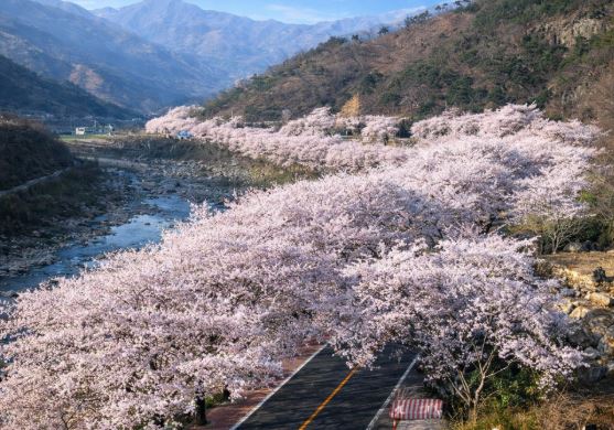 지리산 벚꽃