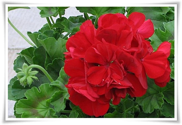 "제라늄 키우기" 365일 꽃을 피우며 향기와 아름다움과 공기 정화까지!