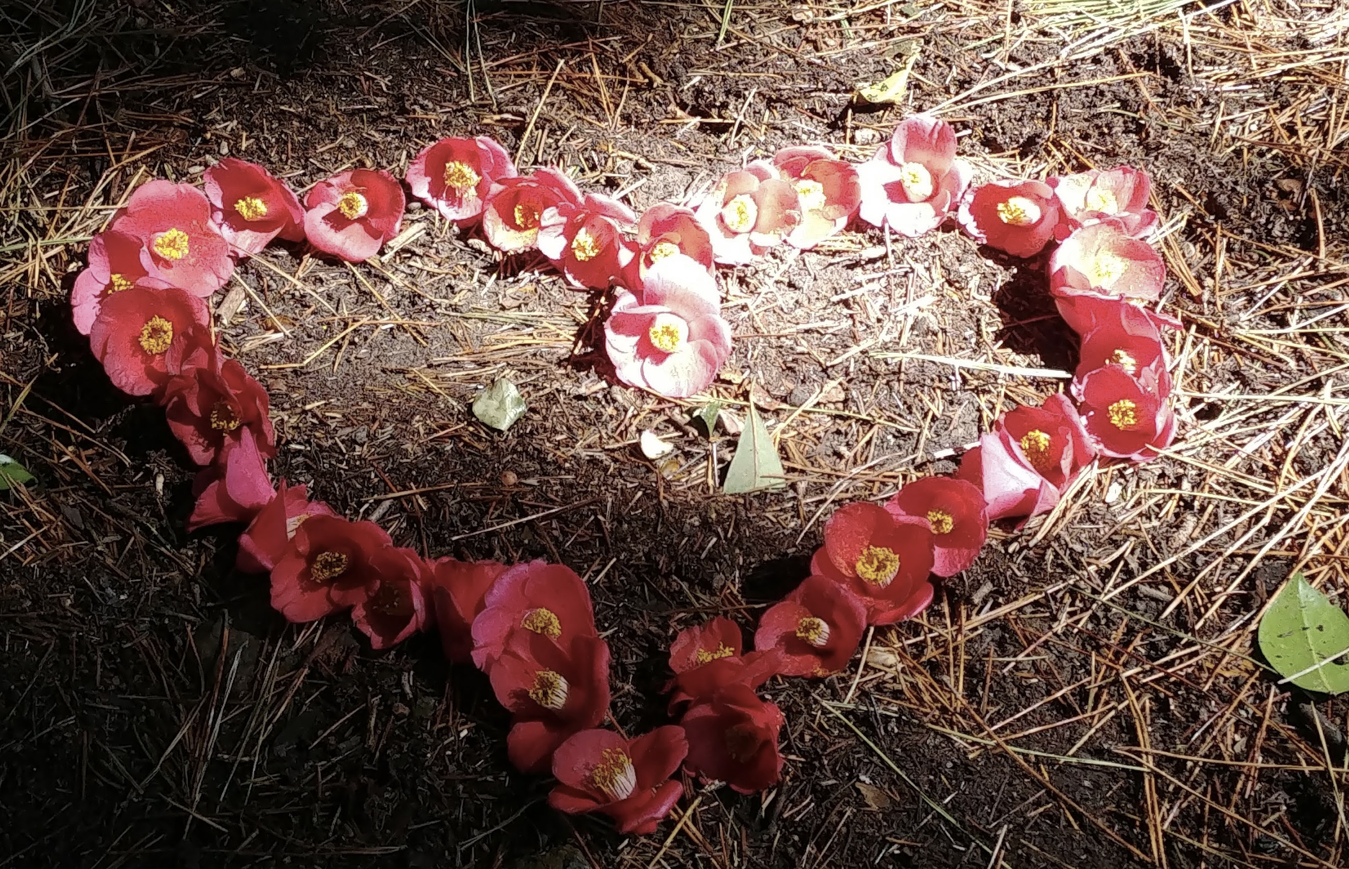 동백꽃으로 만든 하트