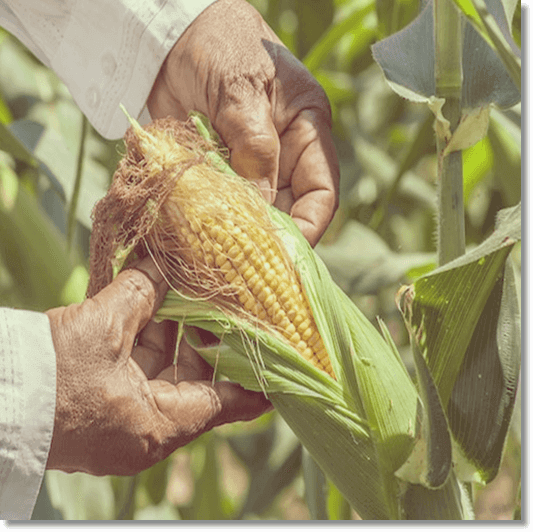 옥수수수염차 효능 영양소 먹는 법과 주의점