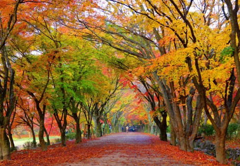 내장산-단풍축제-단풍터널