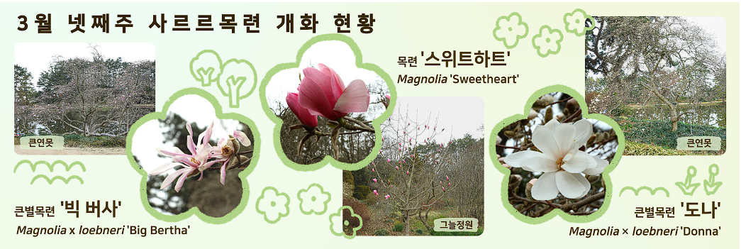 천리포 수목원 개화 현황