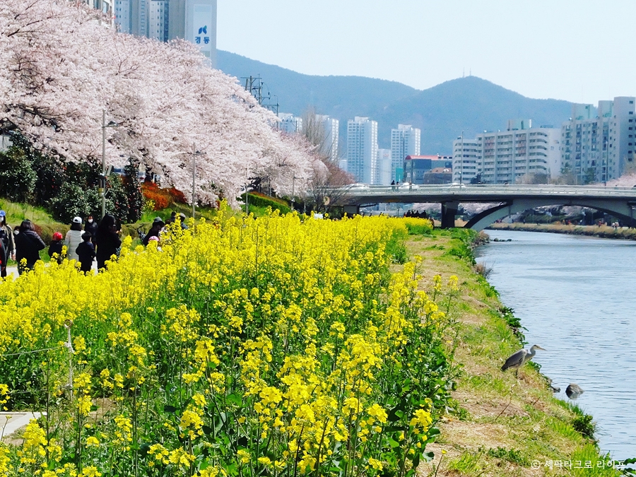 온천천벚꽃사진