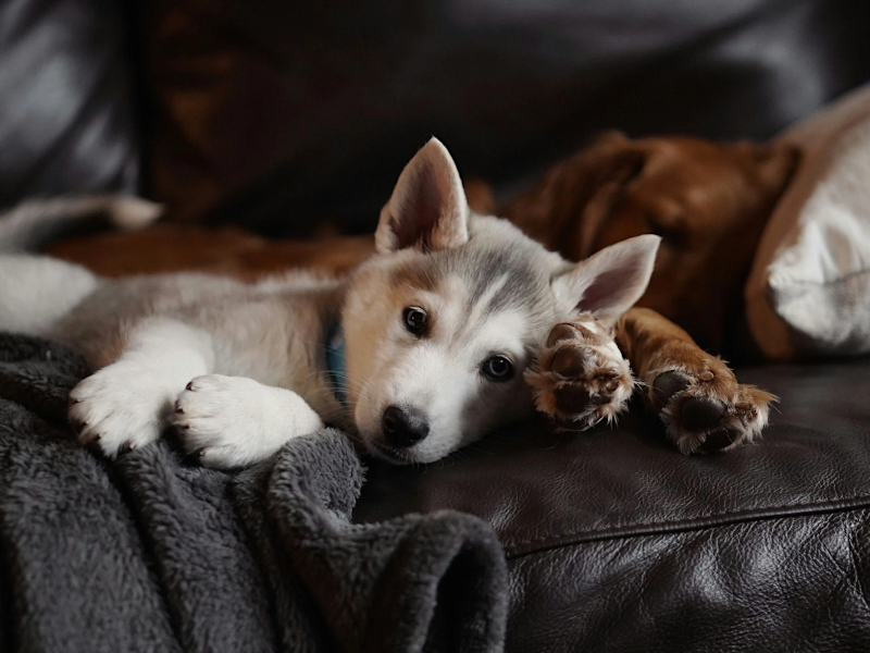 소파위에 누워있는 강아지