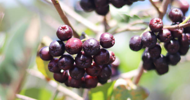 아사이베리의-효능과-효과