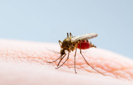 말라리아 증상, 예방접종, 모기 총정리 (2024ver)