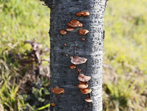 제조 과정 확인하는 상황버섯