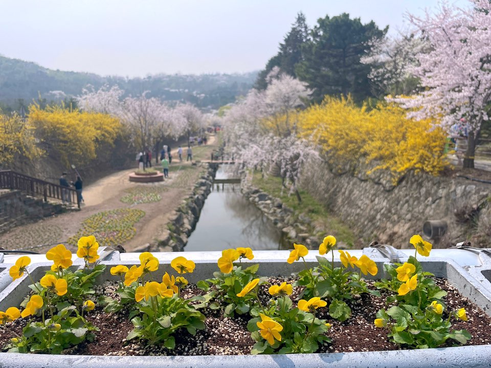 벚꽃