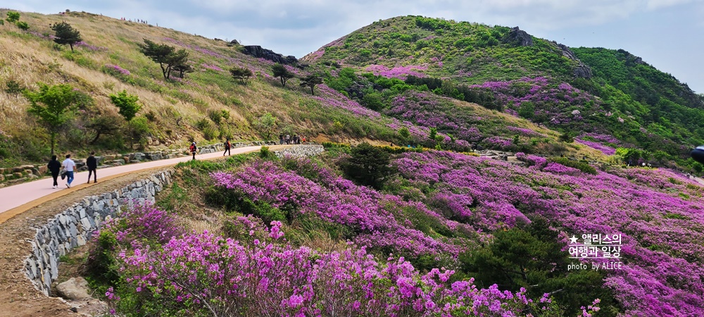 황매산 철쭉 개화시기, 셔틀버스, 산청 합천 5월 가볼만한곳