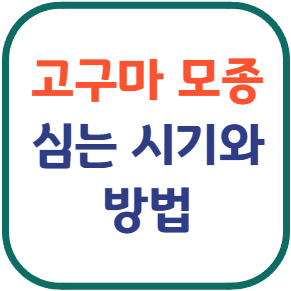 고구마 모종