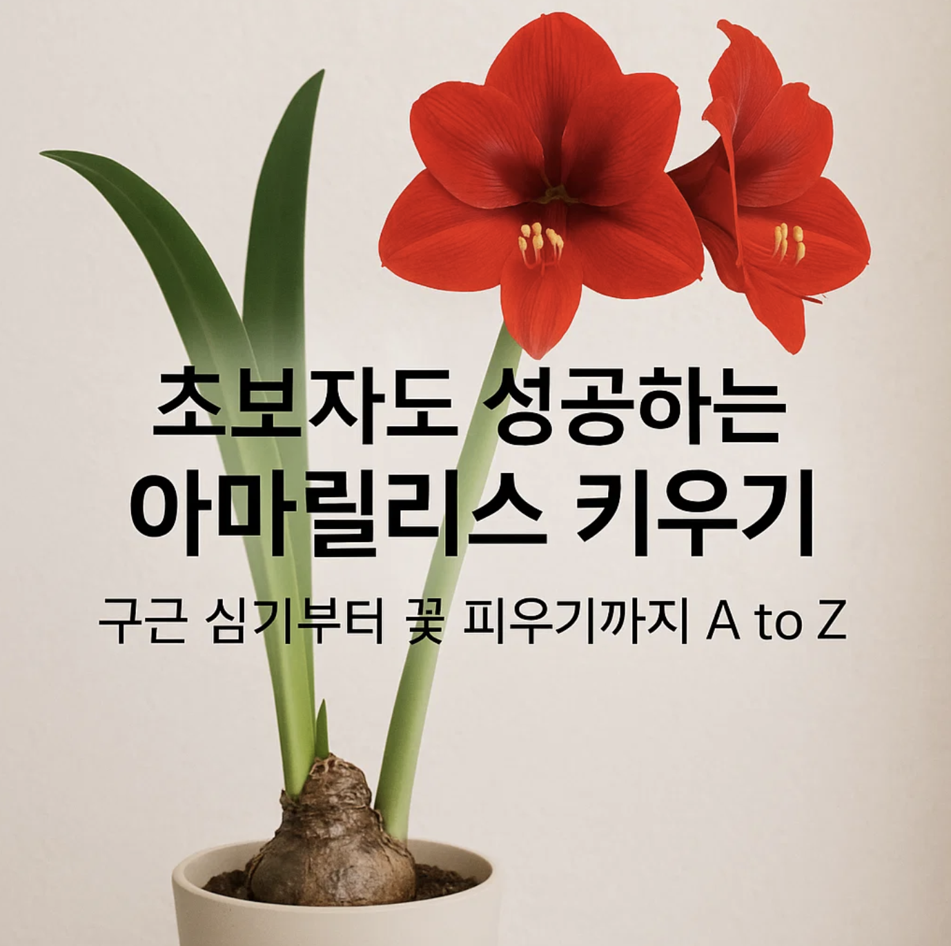초보자도 성공하는 아마릴리스 키우기, 구근 심기부터 꽃 피우기까지 A to Z