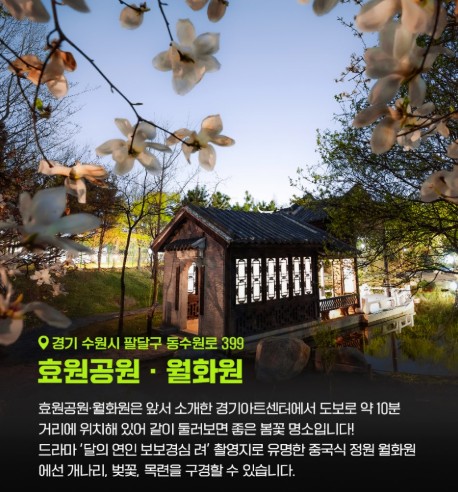 [봄꽃구경] 서울 근교 봄나들이 갈만한 곳 효원공원 &amp; 월화원