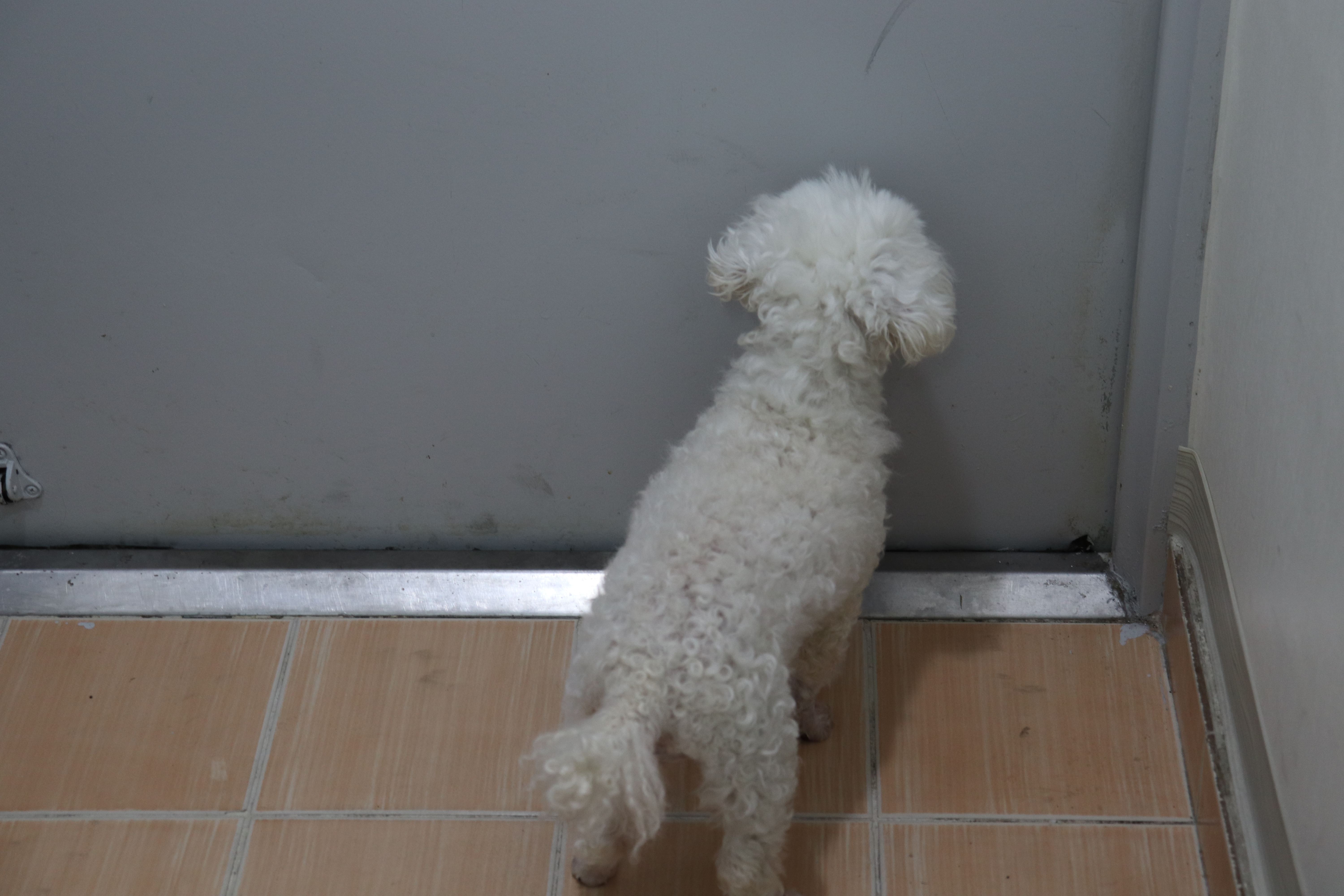 강아지-푸들