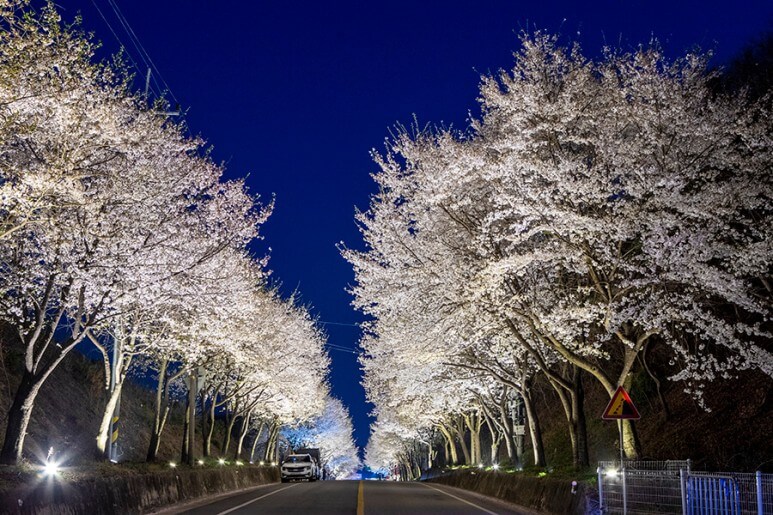 여주_흥천_남한강_벚꽃사진