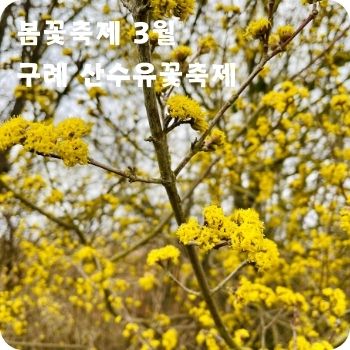봄꽃축제 3월 광양 매화축제 구례 산수유꽃축제