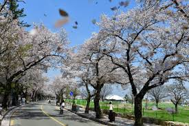 2025년 벚꽃 개화시기