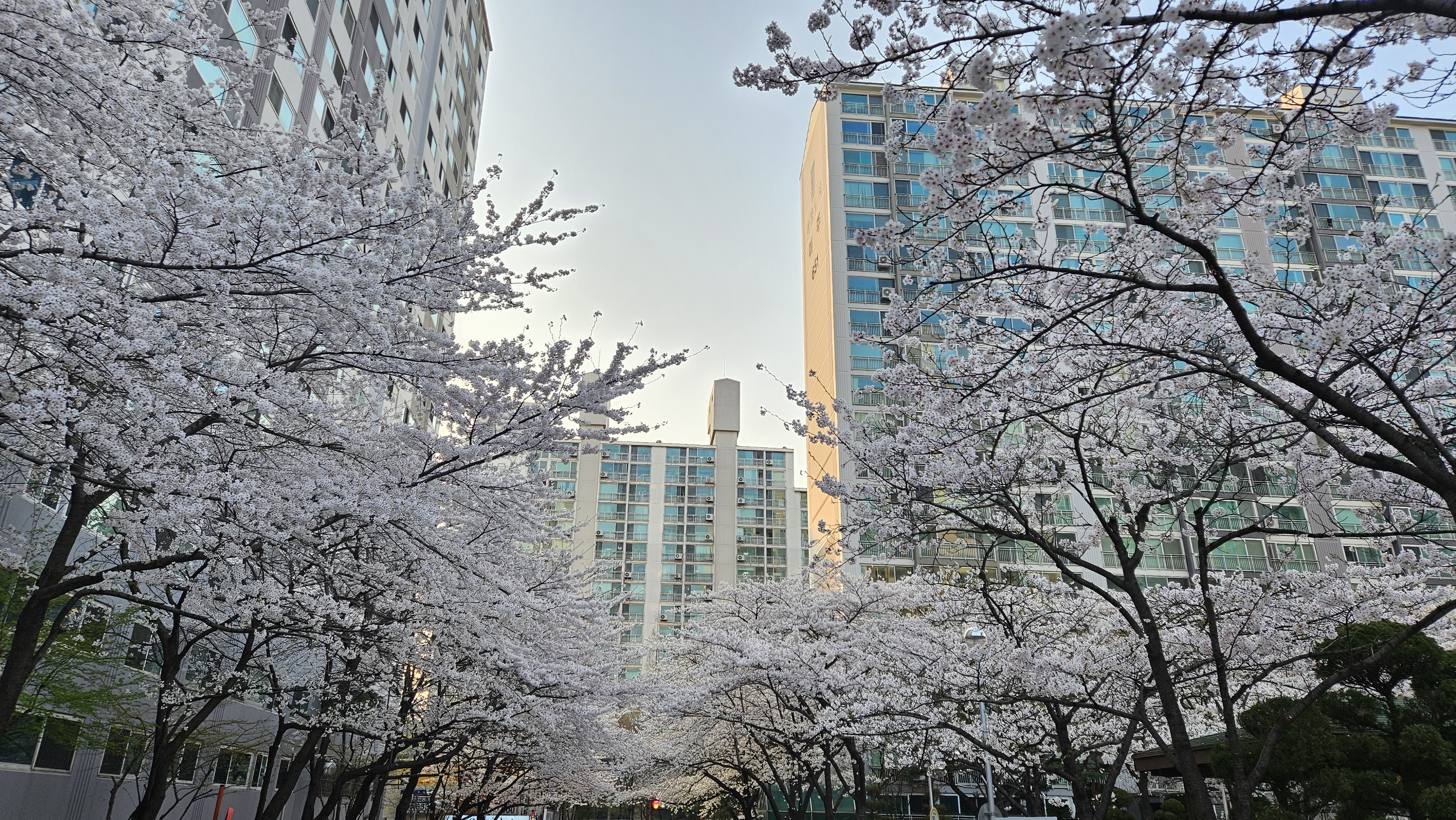 수원 숨은 벚꽃 명소