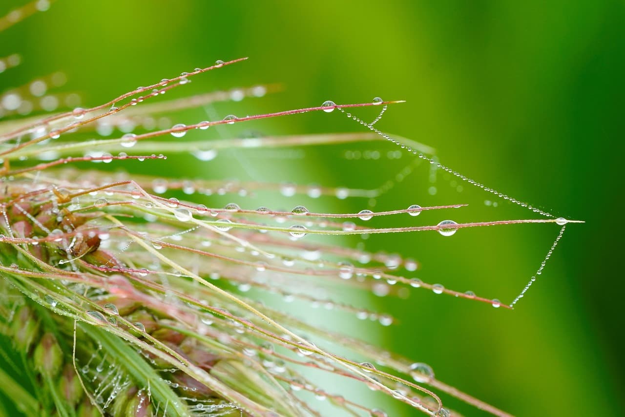 실리프팅, 어떤 실이 내 얼굴에 맞을까?