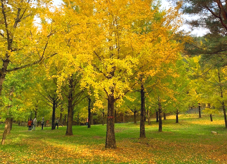 홍천 은행나무숲