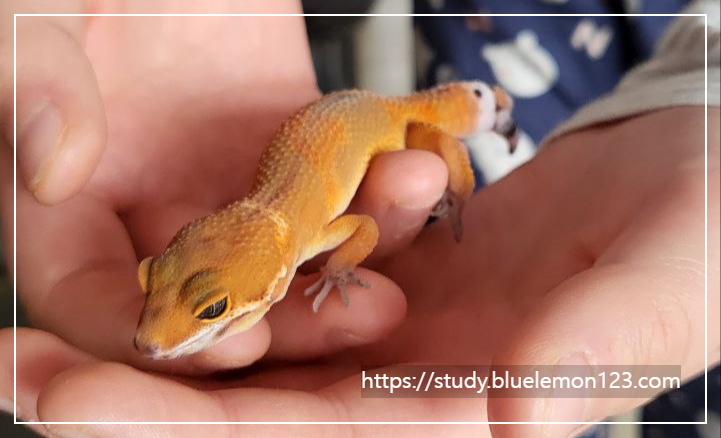 레오파드 게코 먹이 가이드