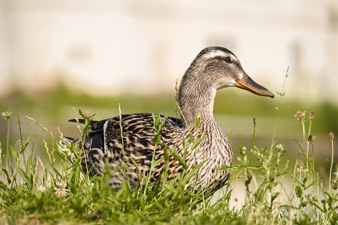 6.27 부동산 대책 대출규제