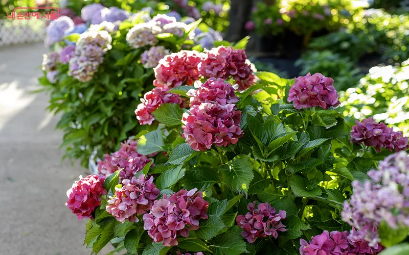 초안산수국동산